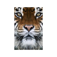 Prigo Hayvanlar Serisi Kaplan 50x70 cm Dijital Baskı Kanvas Tablo