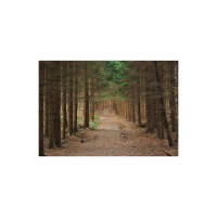 Prigo Doğa Manzaraları Serisi Orman 50x70 cm Dijital Baskı Kanvas Tablo
