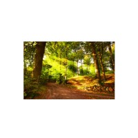 Prigo Doğa Manzaraları Serisi Orman-2 50x70 cm Dijital Baskı Kanvas Tablo