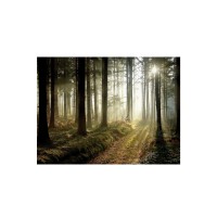 Prigo Doğa Manzaraları Serisi Orman-3 50x70 cm Dijital Baskı Kanvas Tablo