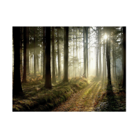 Prigo Doğa Manzaraları Serisi Orman-3 70x100 cm Dijital Baskı Kanvas Tablo
