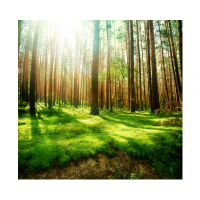 Prigo Doğa Manzaraları Serisi Orman-4 80x80 cm Dijital Baskı Kanvas Tablo