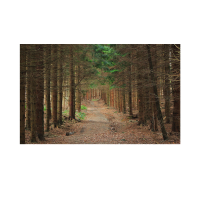 Prigo Doğa Manzaraları Serisi Orman 70x100 cm Dijital Baskı Kanvas Tablo