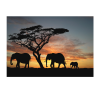 Prigo Hayvanlar Serisi Afrika-2 70x100 cm Dijital Baskı Kanvas Tablo