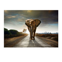 Prigo Hayvanlar Serisi Fil 70x100 cm Dijital Baskı Kanvas Tablo